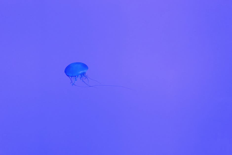 a jellyfish